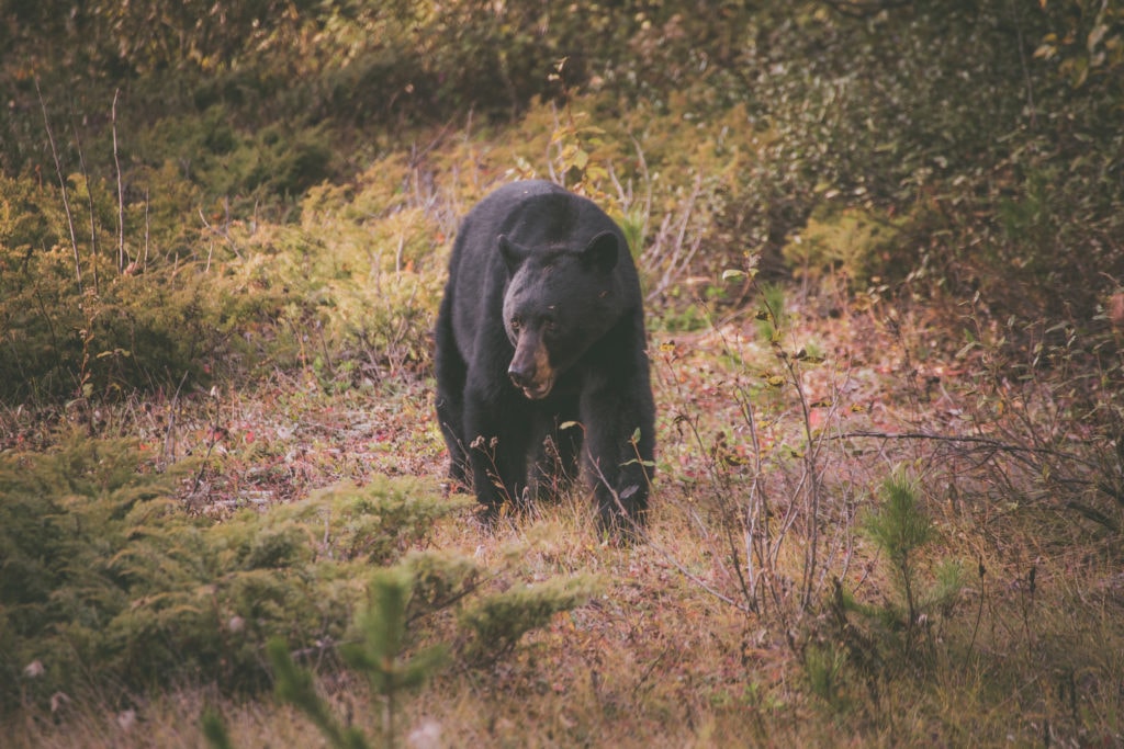 A black bear foraging for berries in Jasper National Park