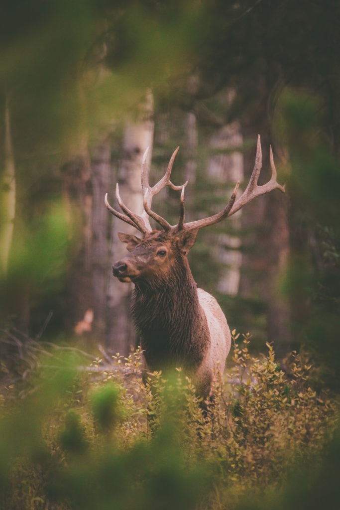 A bull elk looking for trouble