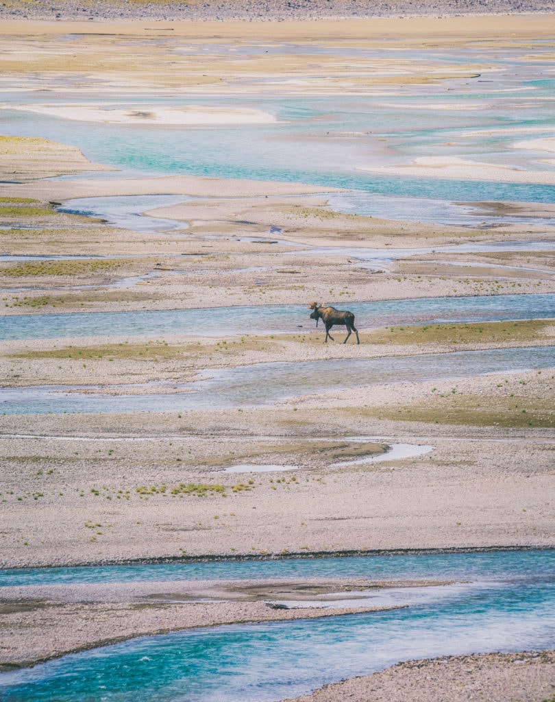 A moose wandering around in Medicine Lake
