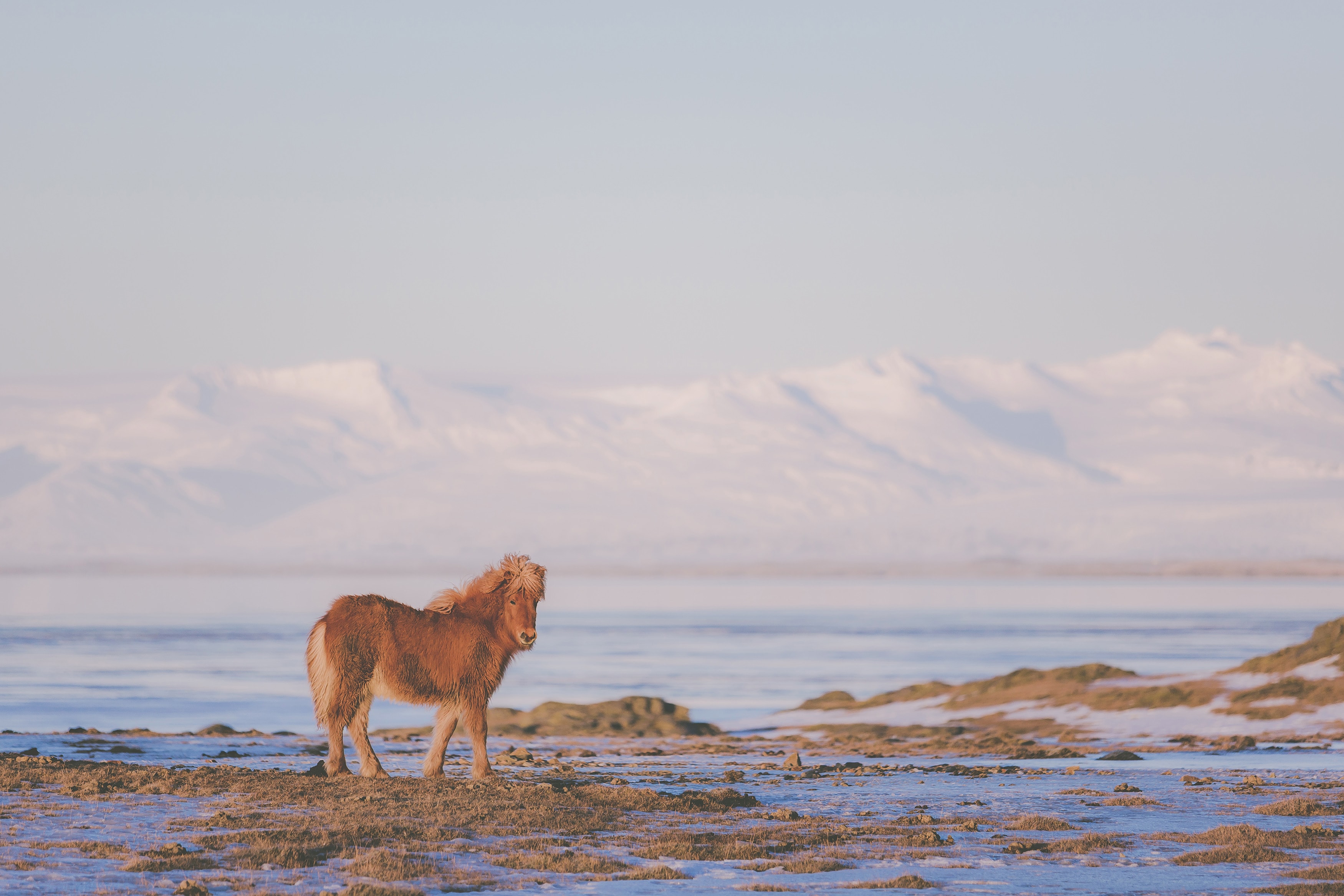Icelandic horse watches cold sunrise