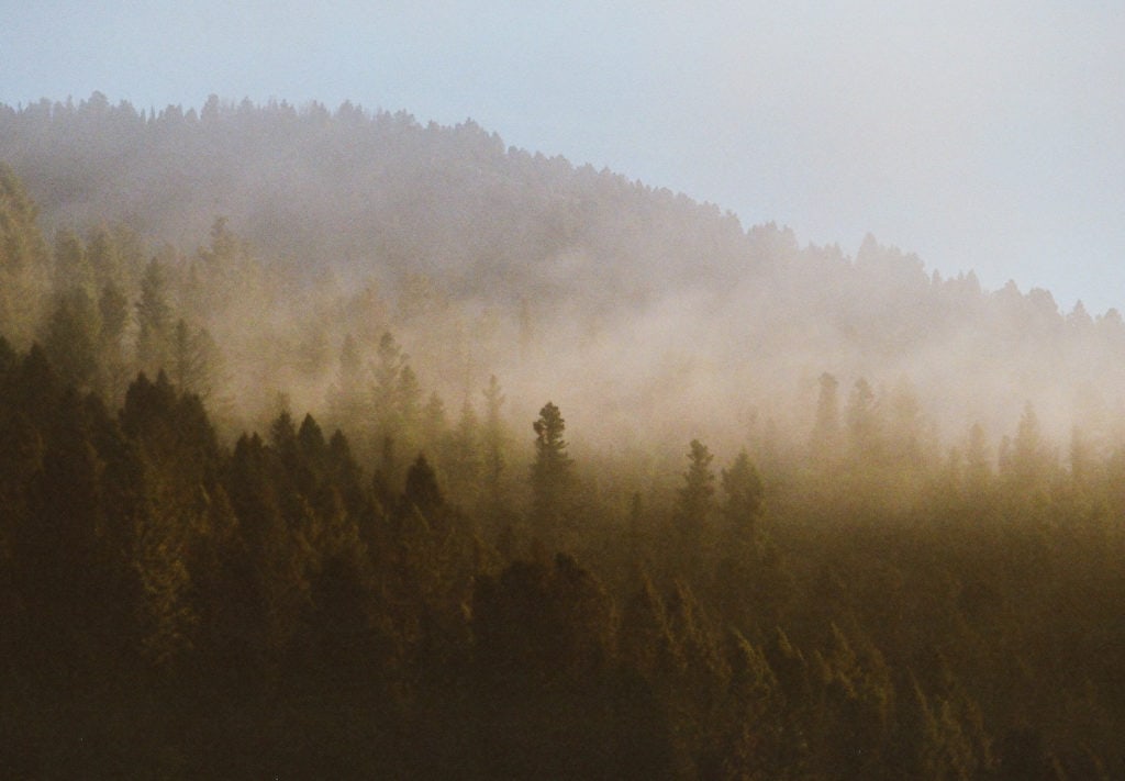 A foggy and softly-lit scene with tall pines and a golden glow in Big Sky, Montana. 