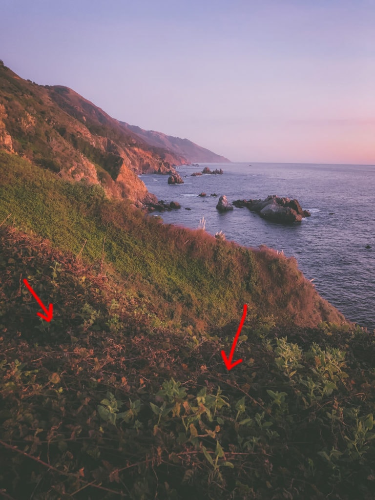 Poison Oak is plentiful along the hillsides and trails of Big Sur. This image shows the 3-leave clusters along vines near the sea.