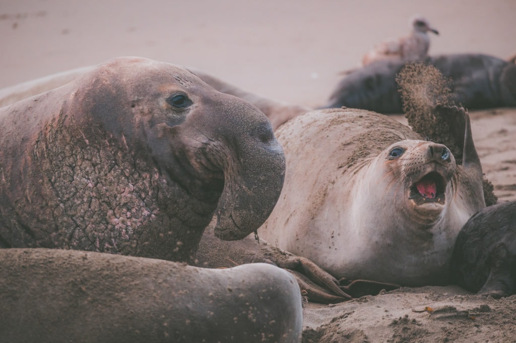 Elephant seals on a beach making strange noises, flinging sand in each others faces and looking ugly.