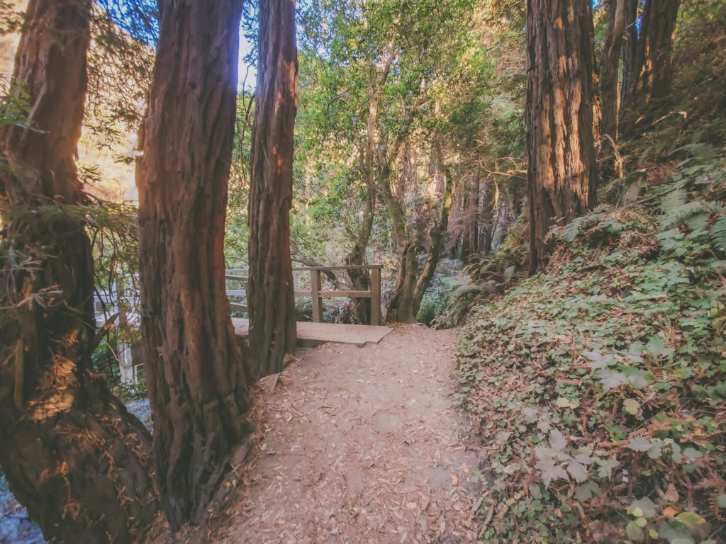 A trail in Julia Pfeiffer Burns State Park leads through a small grove of coastal redwoods in Partington Cove, a short hike in Big Sur.