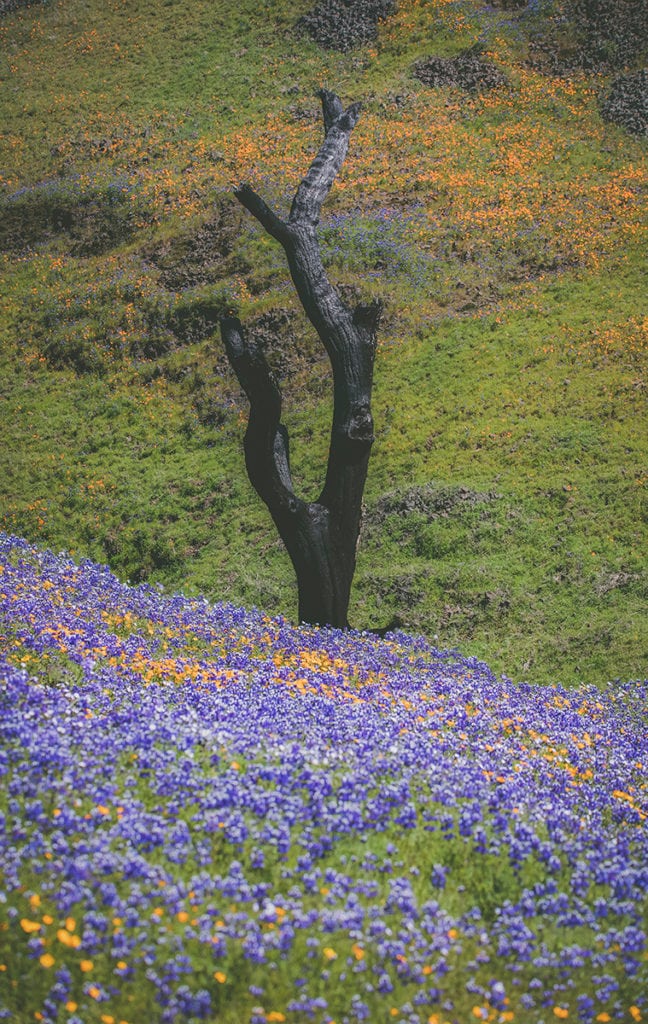 A burned out tree stands in a field of lupines, proving that although nature can destroy, she can also rebuild.