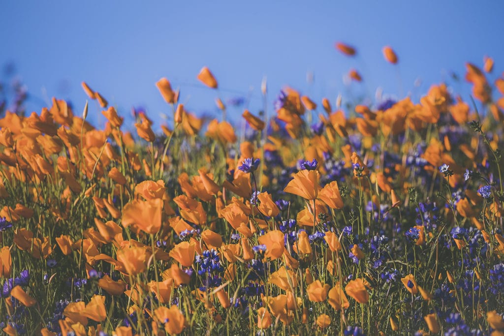 A field of California poppies which is the official state flower.
