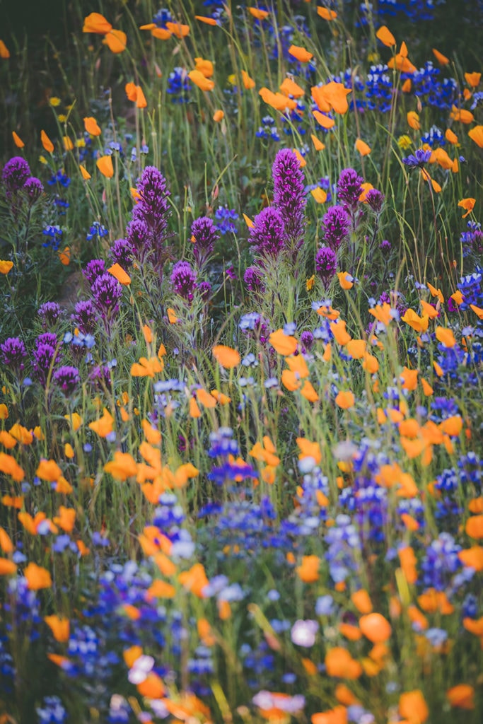 A patch of colorful wildflowers including poppies and lupines in California