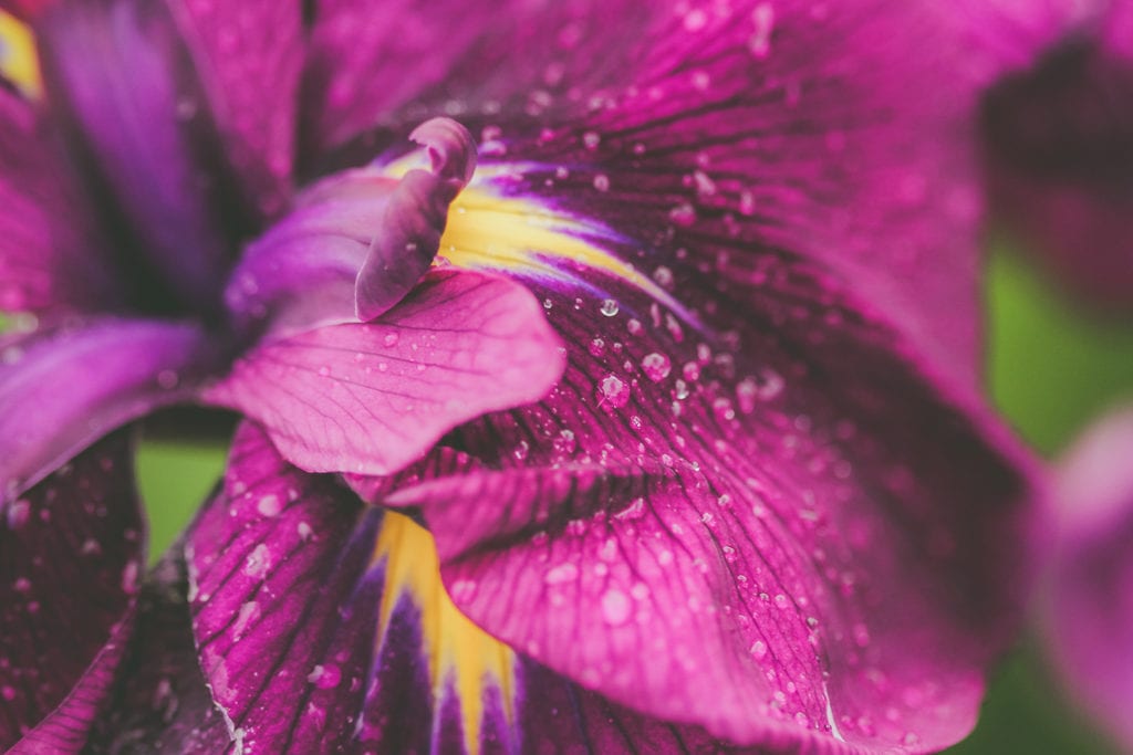 Tiny droplets of dew forming on a vibrant purple flower in the spring.